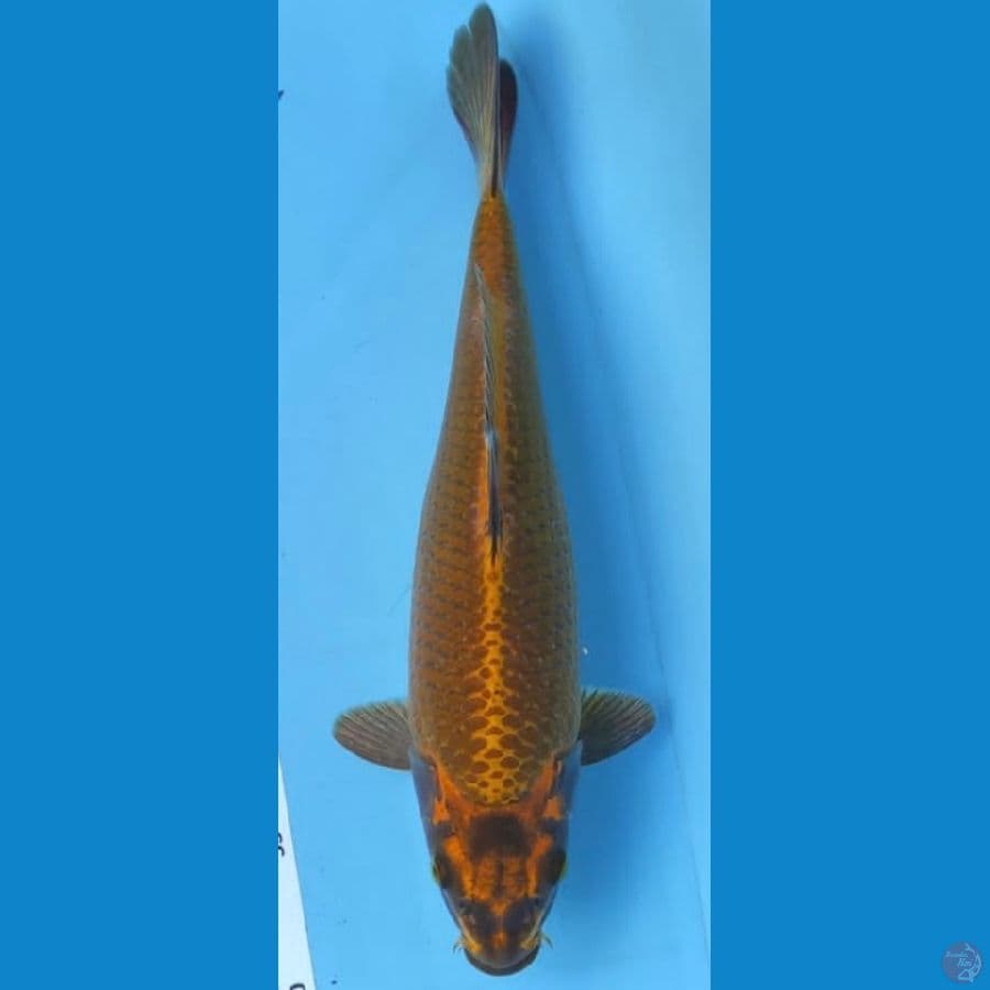 mukasi gold 30cm
