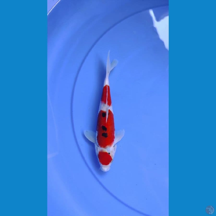 maruten sanke 21cm