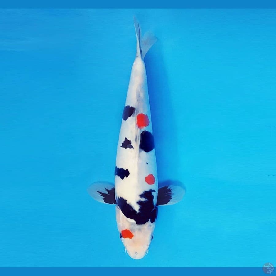 SORYU 5 - Kindai Showa Doitsu 37 cm/fm ®