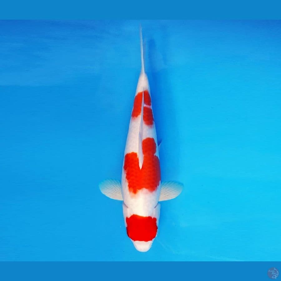 SORYU 6 - Maruten AI GOROMO 32 cm/fm ®