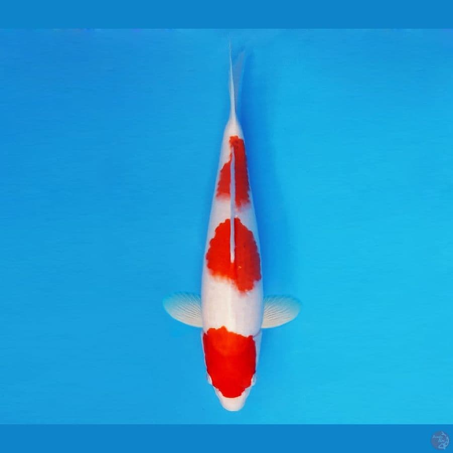 SORYU 8 - Ai Goromo 32 cm/fm ®