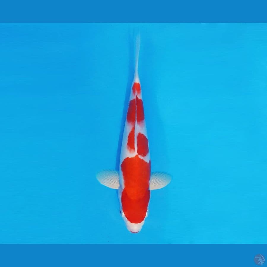 SORYU 10 - Kohaku 22 cm/fm ®
