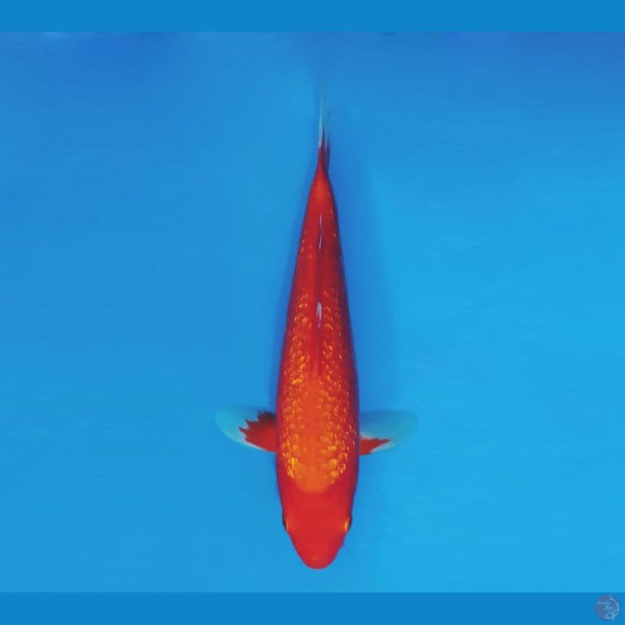 SORYU 16 - Aka Hajiro Gin Rin 27 cm/fm ®