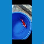 Kohaku 37cm 