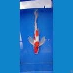 sanke sleyer male 37cm