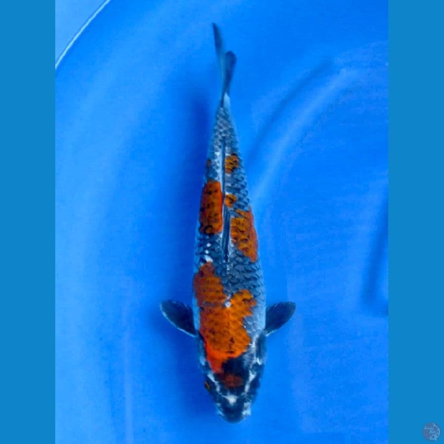 38cm - Kogane Ochiba