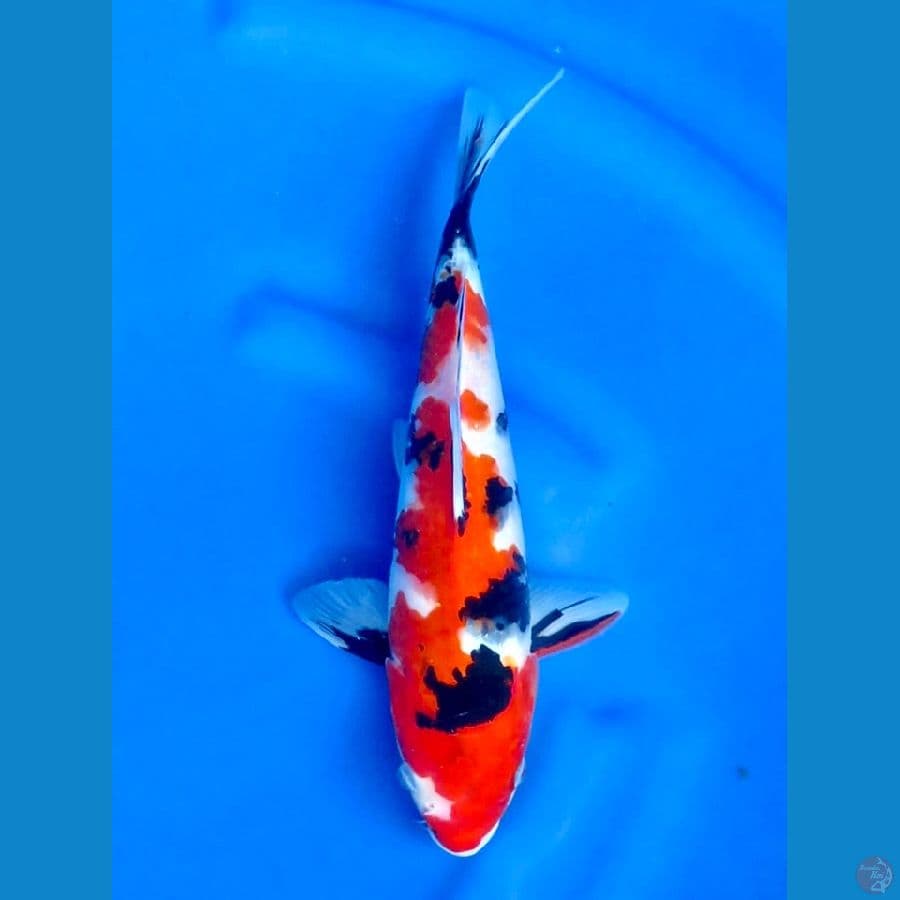 27cm - Red Showa