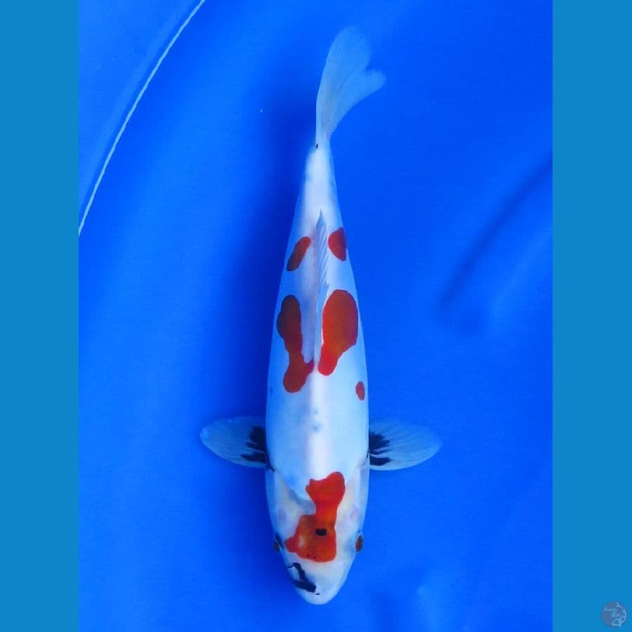 28cm , Super Evo Showa Doitsu