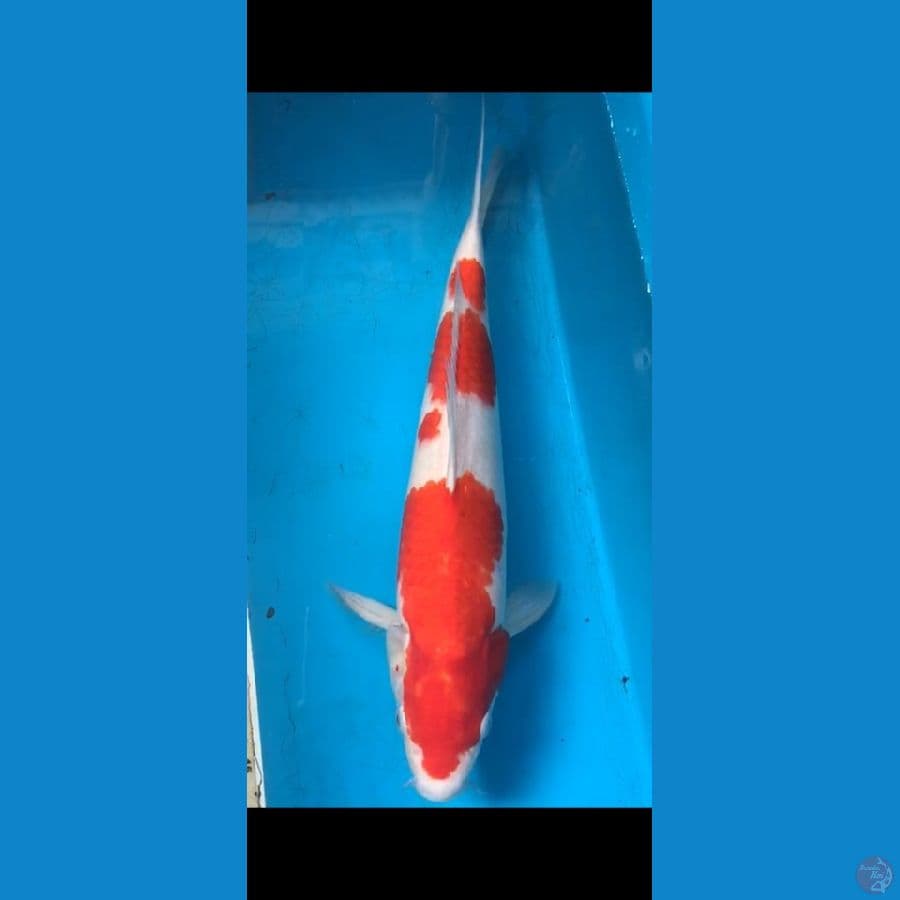 Kohaku