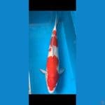 Kohaku