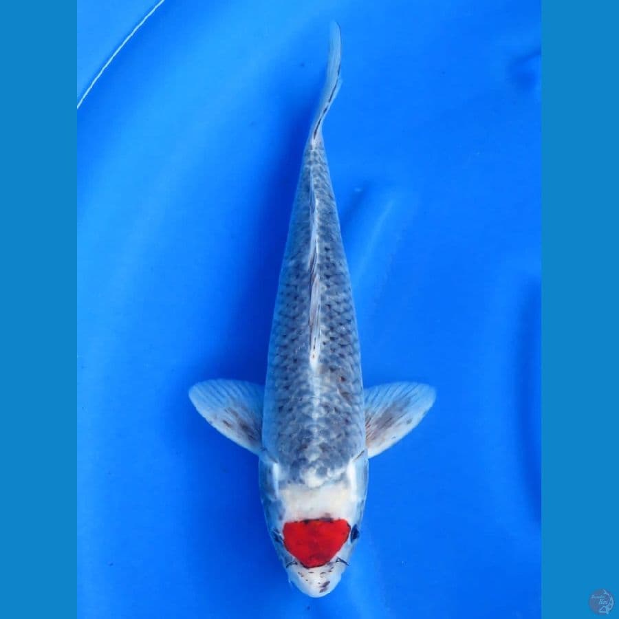 38cm , Tancho Goshiki