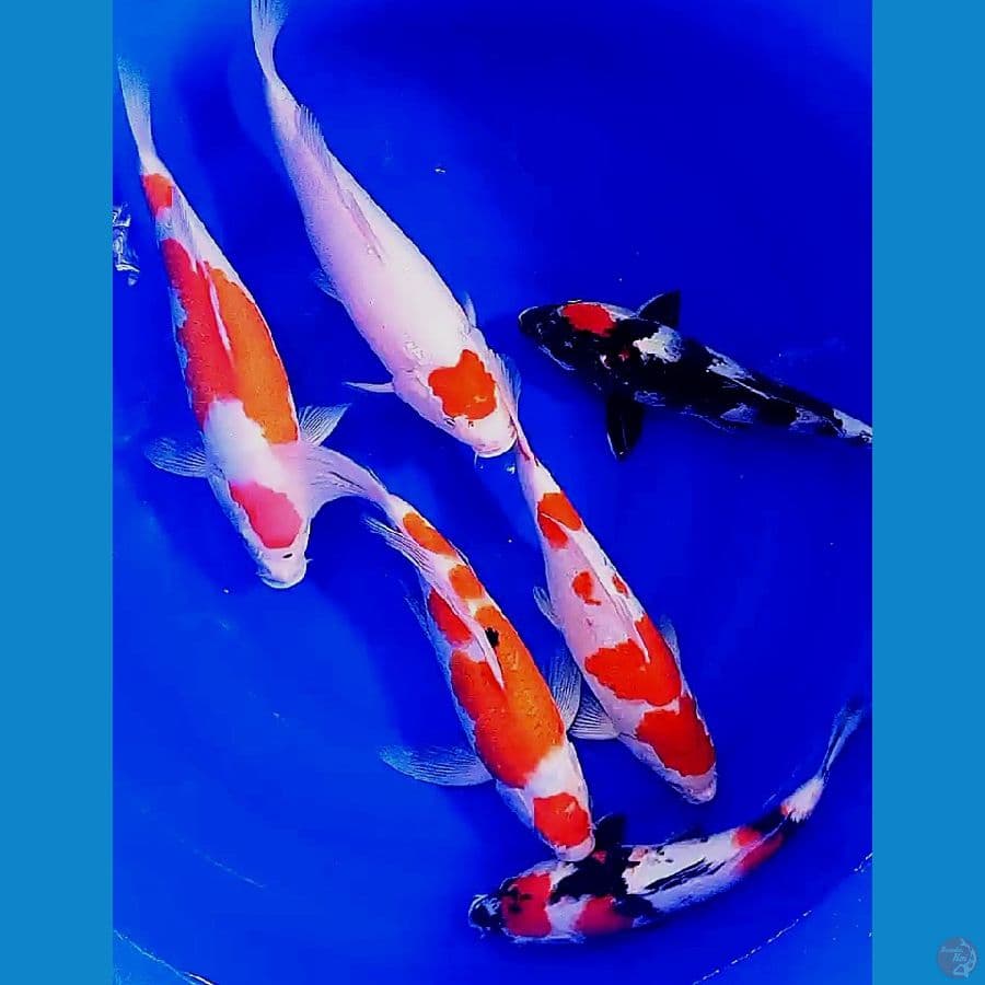 6 paket istimewa 35 bu-37 cm