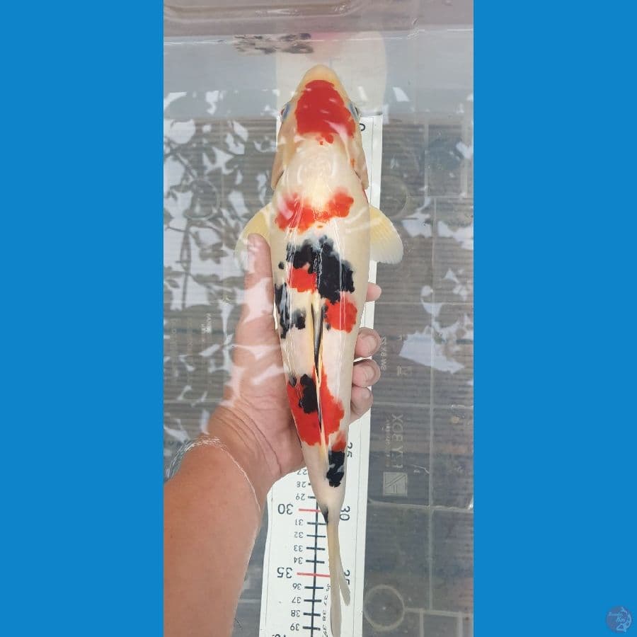 34 cm sanke