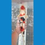 34 cm sanke