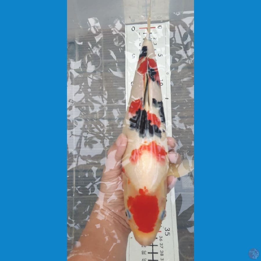 34 cm sanke