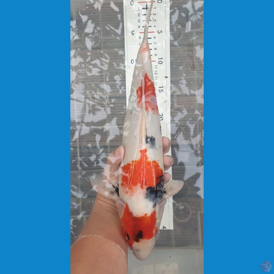 40cm showa