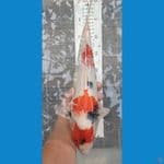 40cm showa