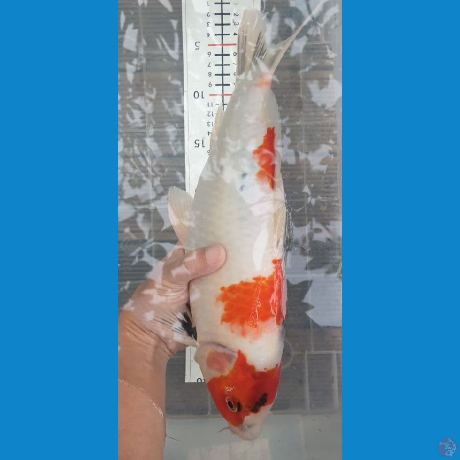 40cm showa