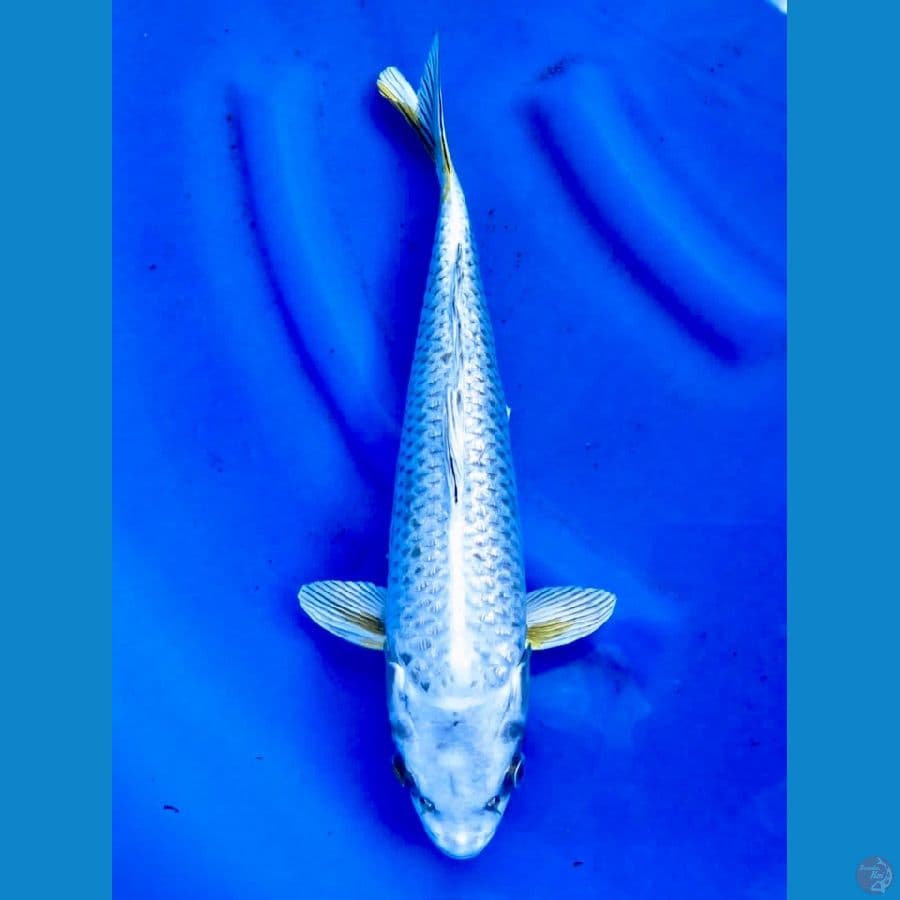 40cm - Jumbo MuKasi