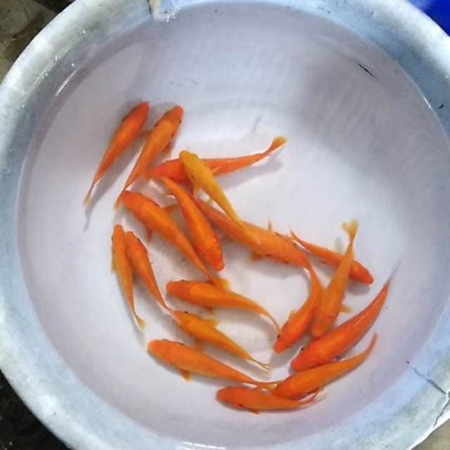 Benigoi 17 ekor