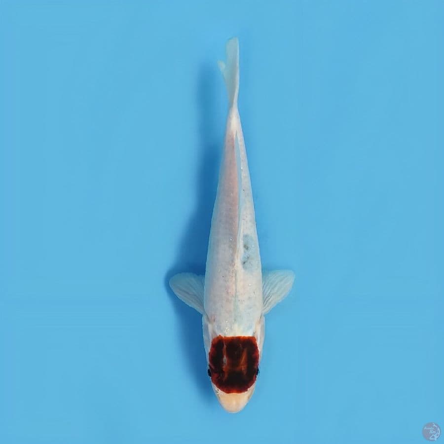tanco koromo 18 cm