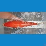 40cm kohaku