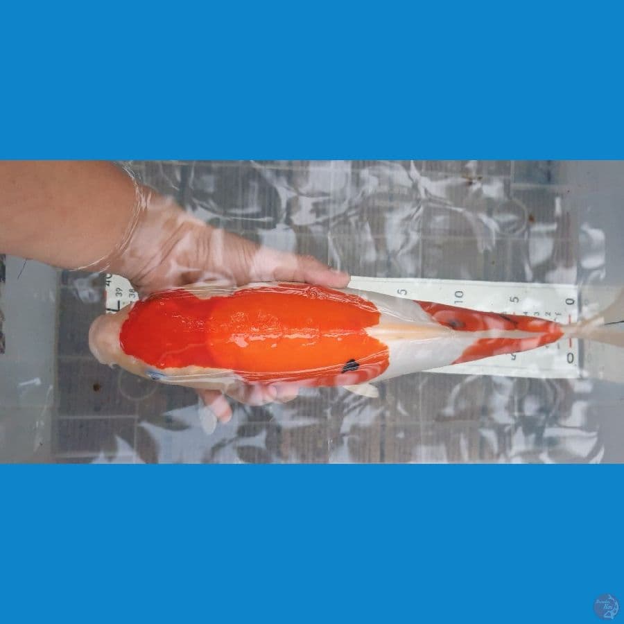 40cm sanke doitsu