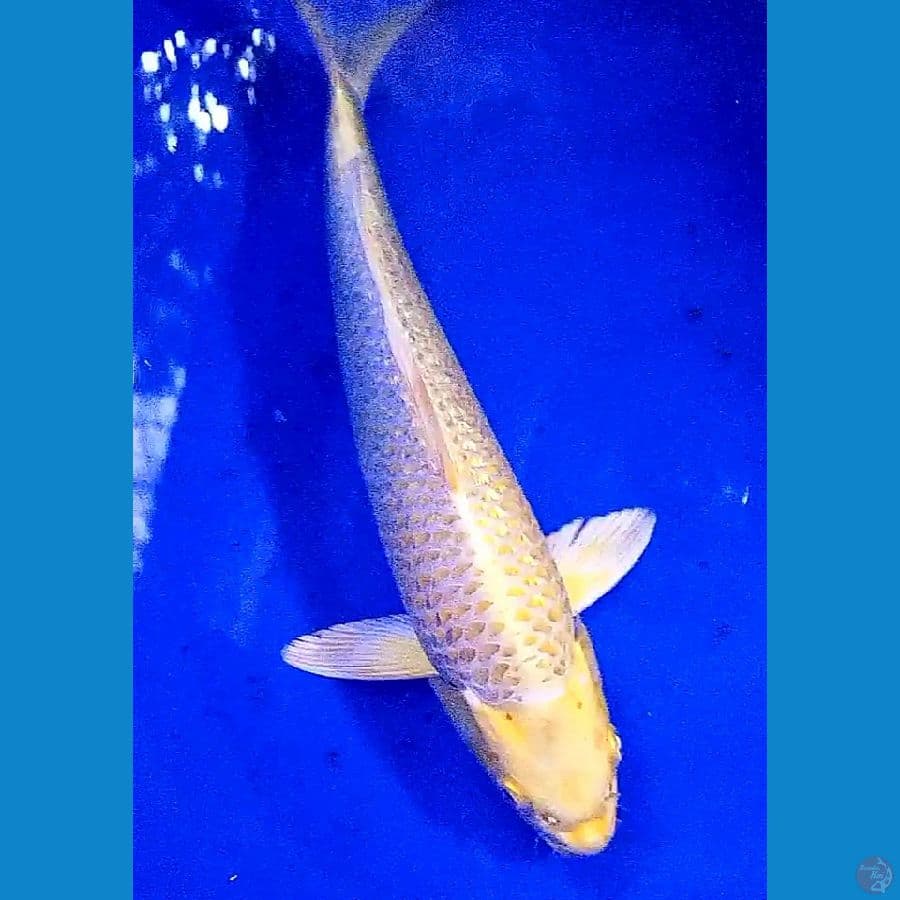 yamabuki ginrin M 35 cm