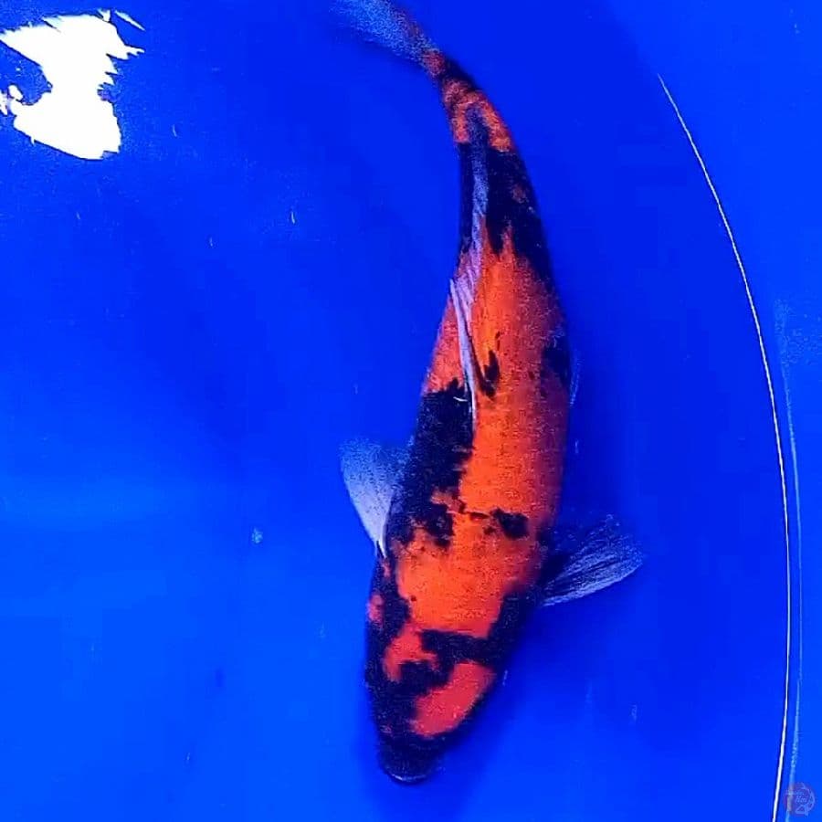 hi showa 31 cm