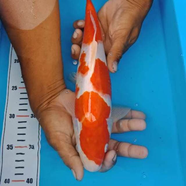 Kohaku 36cm