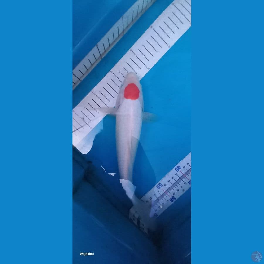 tanco 27 cm