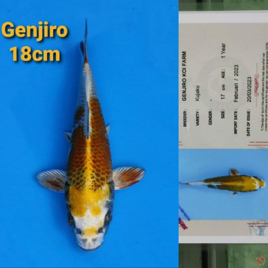 GENJIRO KUJAKU 18CM SERTI