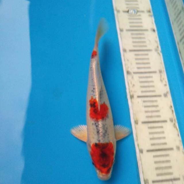 HQ GHOSIKI 3 STEEP male 30bu