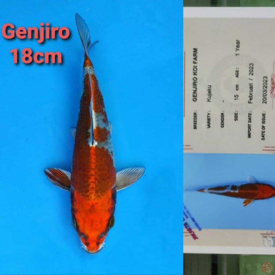 GENJIRO KUJAKU 18CM SERTI