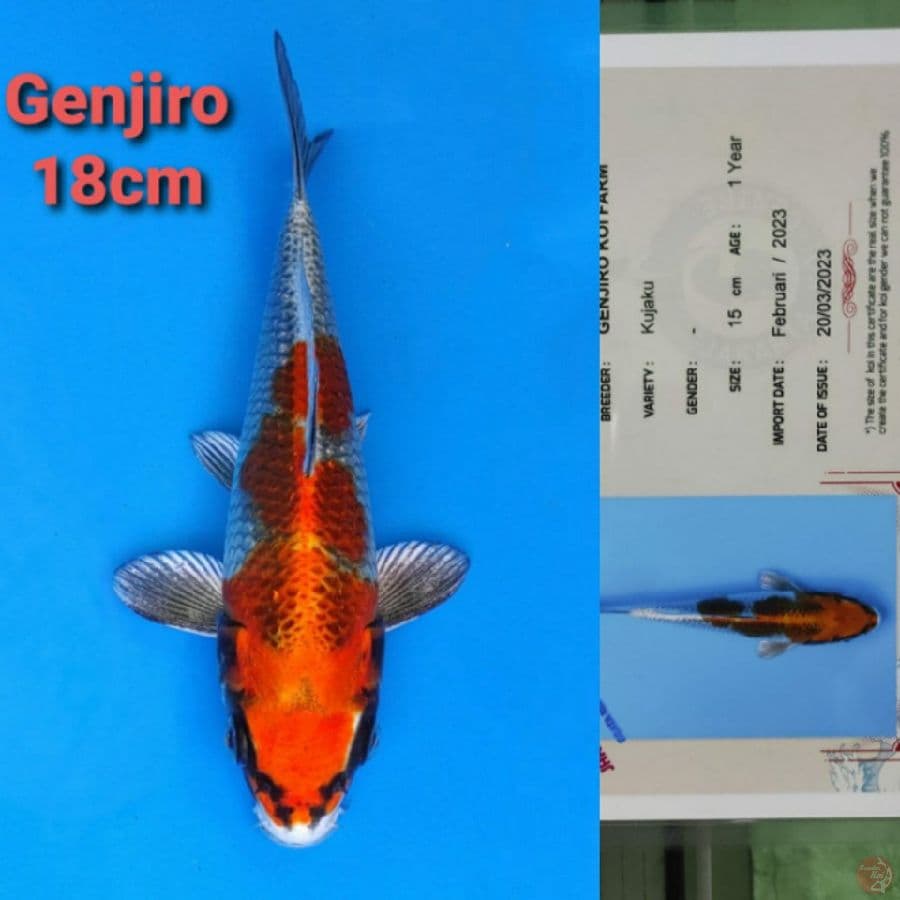 GENJIRO KUJAKU 18CM SERTI