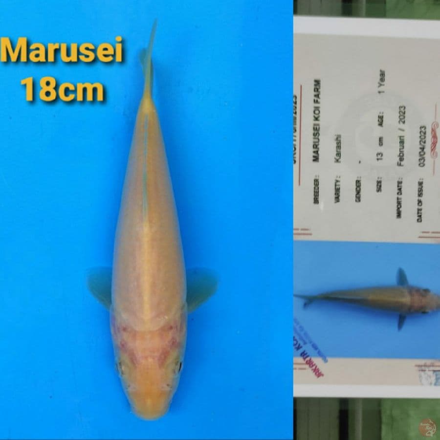 MARUSEI KARASHI 18CM SERTI