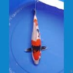 showa 36cm/female