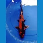 kim showa 36/female