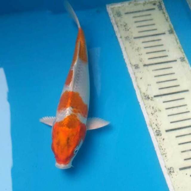 HQ KIKUSHUI male 24cm