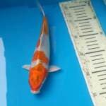 HQ KIKUSHUI male 24cm