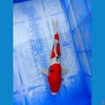 SANKE DOITSU 34 CM