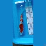 goshiki 25 cm 