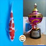 Kohaku Ginrin Melati Prize