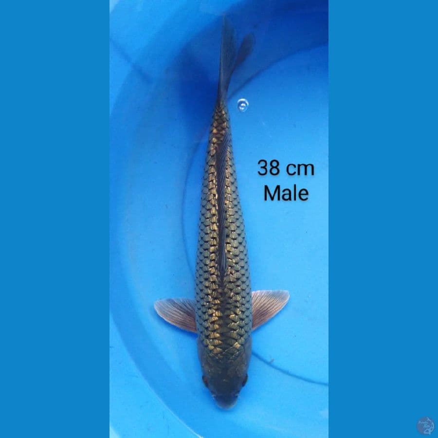 soragoi male jumbo 38 cm