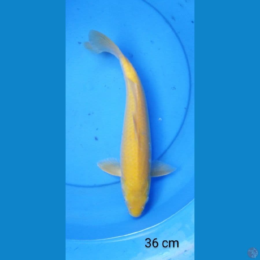 karashi punuk 36 cm