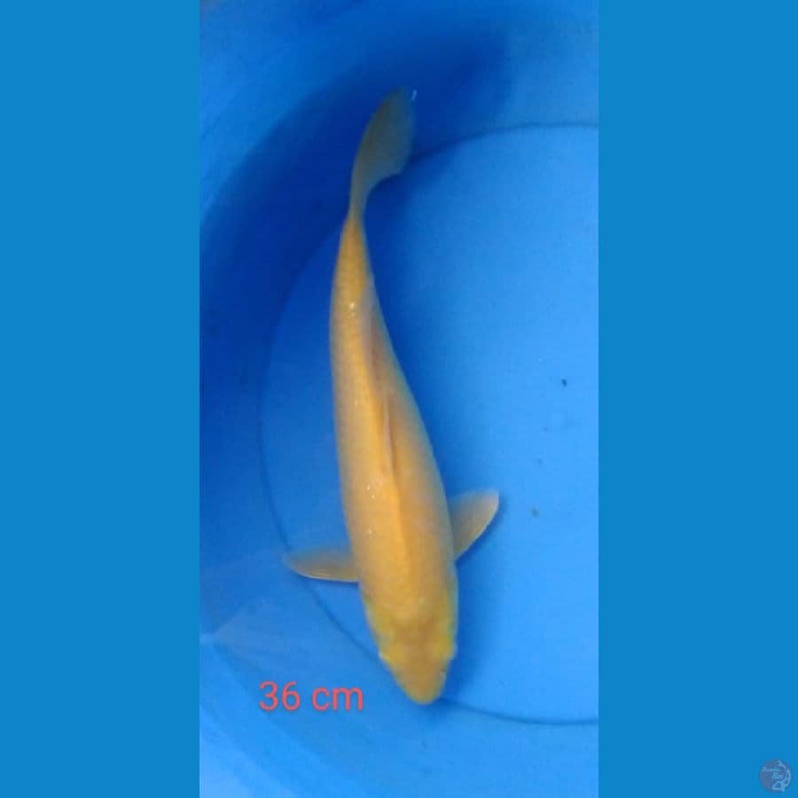 karashi mata merah 36 cm