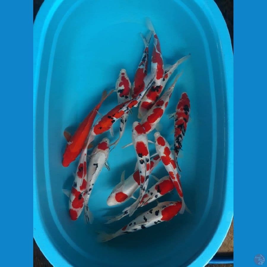 Paket Mix Strong 27-30cm 15ekor 