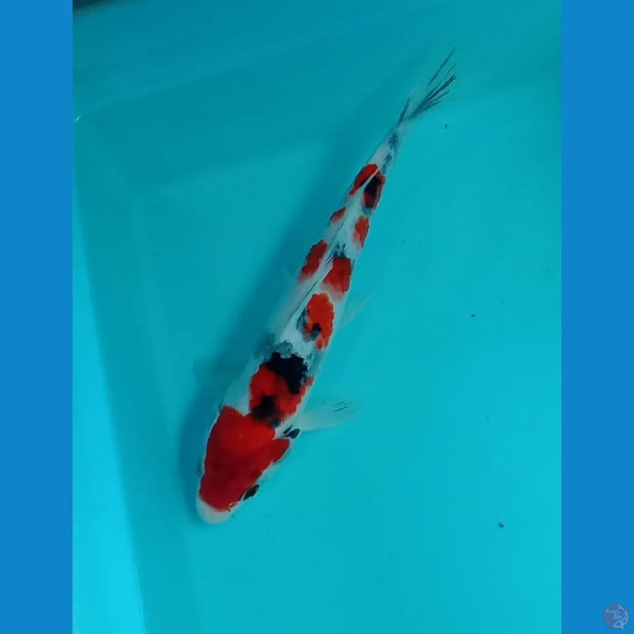 showa ±27cm
