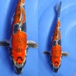 BENYKIKO ORIGINAL/35CM 