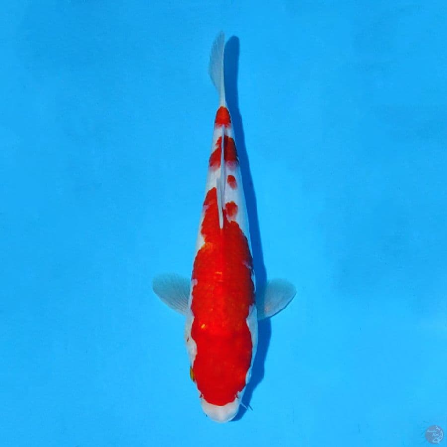 F30CM KOHAKU ORIGINAL